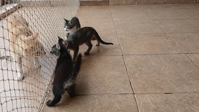 Gato ra a SRD-ViraLata idade 2 a 6 meses nome Gatinho e gatinhas - 2 meses - FIV-FeLV negativos - Vacinas e castração garantida