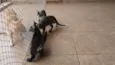Gatinho e gatinhas - 2 meses - FIV-FeLV negativos - Vacinas e castração garantida