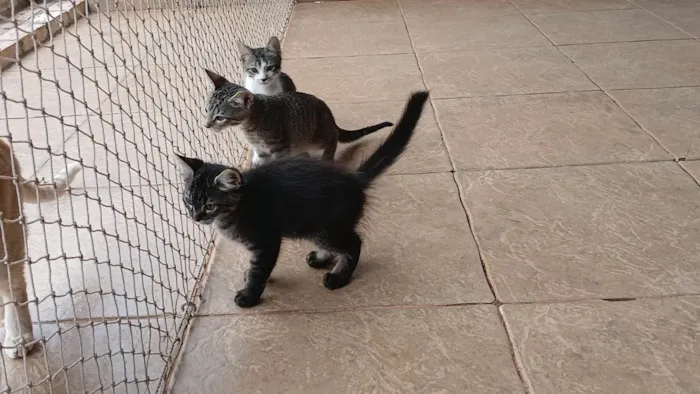 Gato ra a SRD-ViraLata idade 2 a 6 meses nome Gatinho e gatinhas - 2 meses - FIV-FeLV negativos - Vacinas e castração garantida