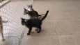 Gatinho e gatinhas - 2 meses - FIV-FeLV negativos - Vacinas e castração garantida