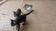 Gatinho e gatinhas - 2 meses - FIV-FeLV negativos - Vacinas e castração garantida