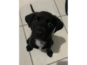 Cachorro raça SRD-ViraLata idade 2 a 6 meses nome Aika