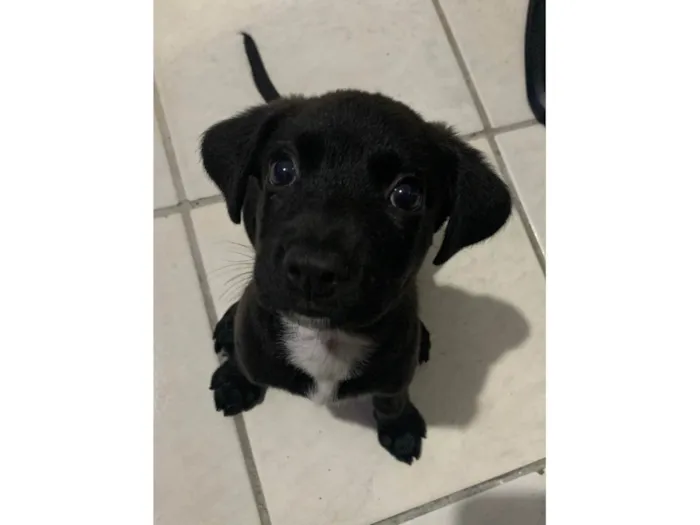 Cachorro ra a SRD-ViraLata idade 2 a 6 meses nome Aika