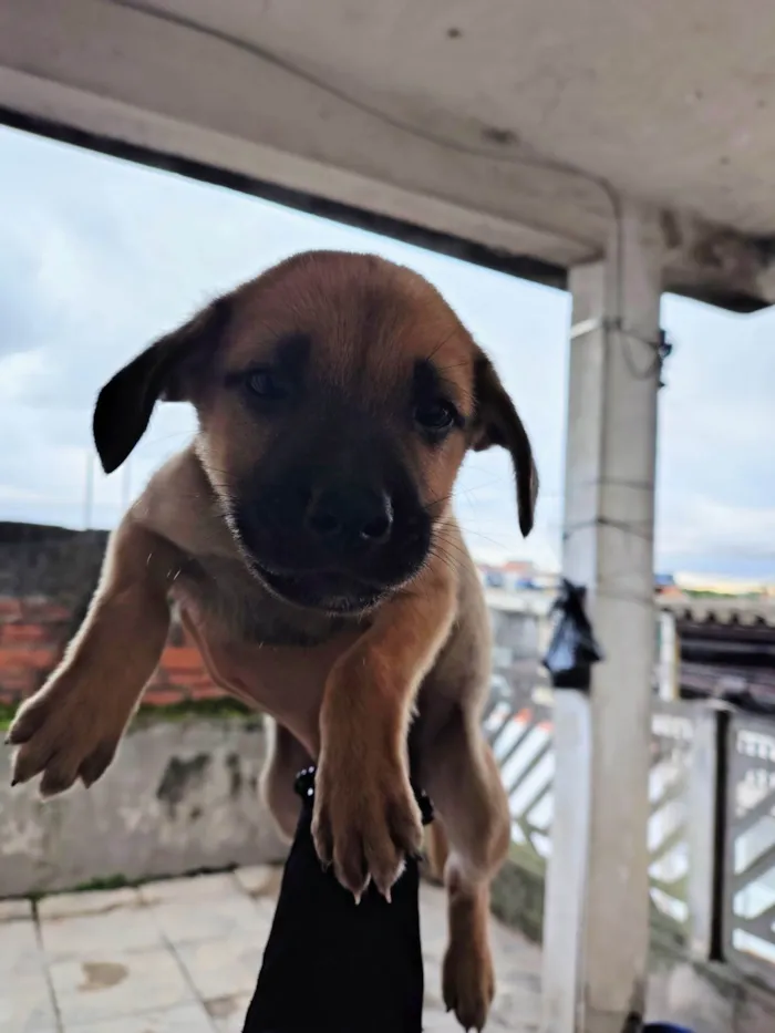 Cachorro ra a SRD-ViraLata idade Abaixo de 2 meses nome Sem nome 