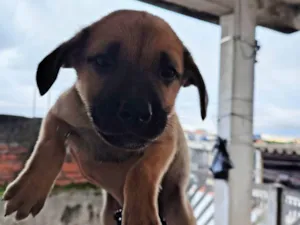 Cachorro raça SRD-ViraLata idade Abaixo de 2 meses nome Sem nome 