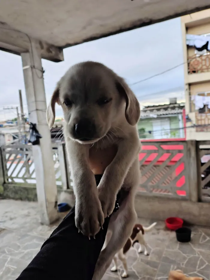 Cachorro ra a SRD-ViraLata idade Abaixo de 2 meses nome Sem nome