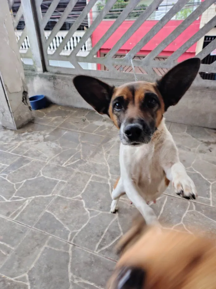 Cachorro ra a SRD-ViraLata idade 1 ano nome Megg