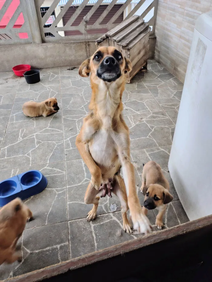 Cachorro ra a SRD-ViraLata idade 2 anos nome Catarina 