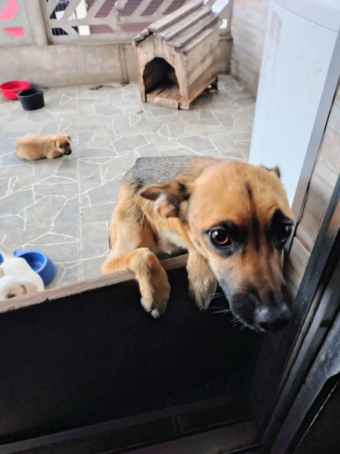 Cachorro ra a SRD-ViraLata idade 2 anos nome Catarina 