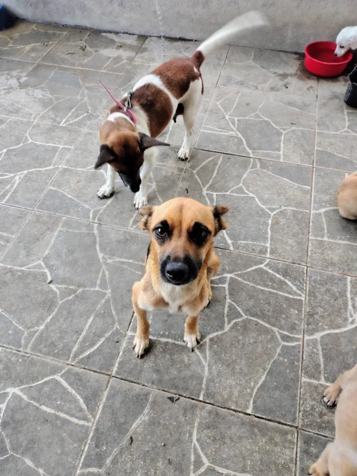 Cachorro ra a SRD-ViraLata idade 2 anos nome Catarina 