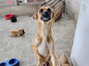 Cachorro raça SRD-ViraLata idade 2 anos nome Catarina 