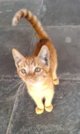 Tigresa