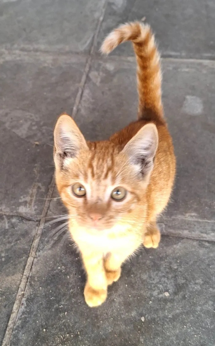 Gato ra a SRD-ViraLata idade Abaixo de 2 meses nome Tigresa
