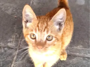 Gato raça SRD-ViraLata idade Abaixo de 2 meses nome Tigresa