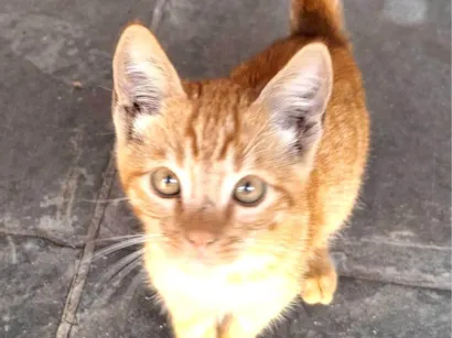 Gato raça SRD-ViraLata idade Abaixo de 2 meses nome Tigresa
