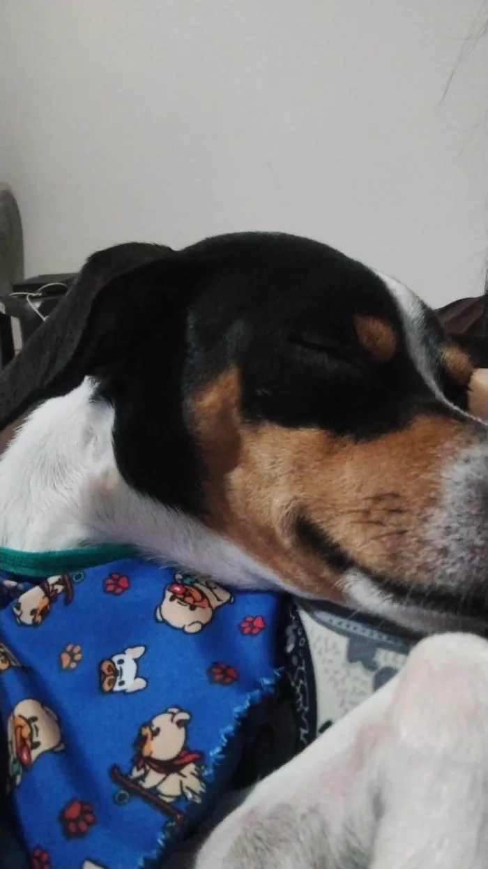 Cachorro ra a SRD-ViraLata idade 2 anos nome Kleber