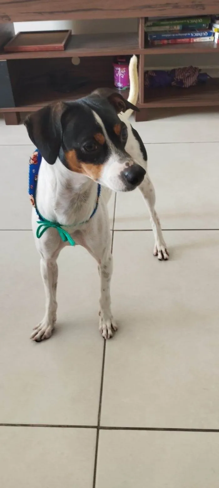 Cachorro ra a SRD-ViraLata idade 2 anos nome Kleber