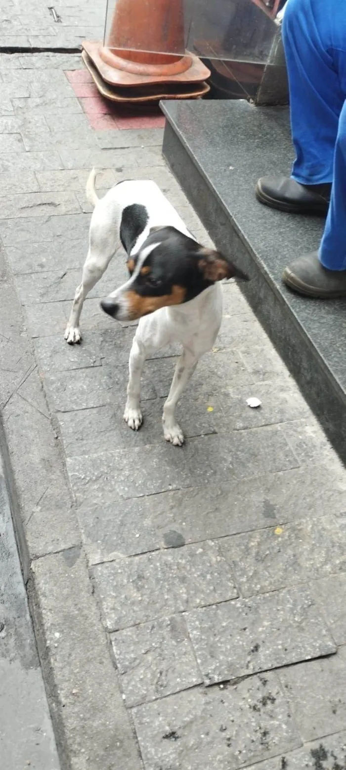 Cachorro ra a SRD-ViraLata idade 2 anos nome Kleber