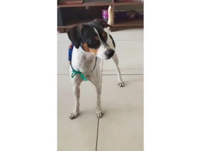 Cachorro raça SRD-ViraLata idade 2 anos nome Kleber