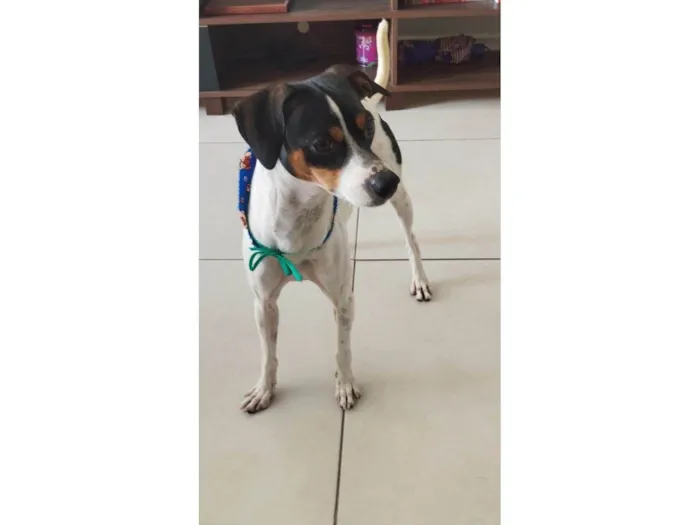 Cachorro ra a SRD-ViraLata idade 2 anos nome Kleber