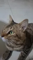 Simba