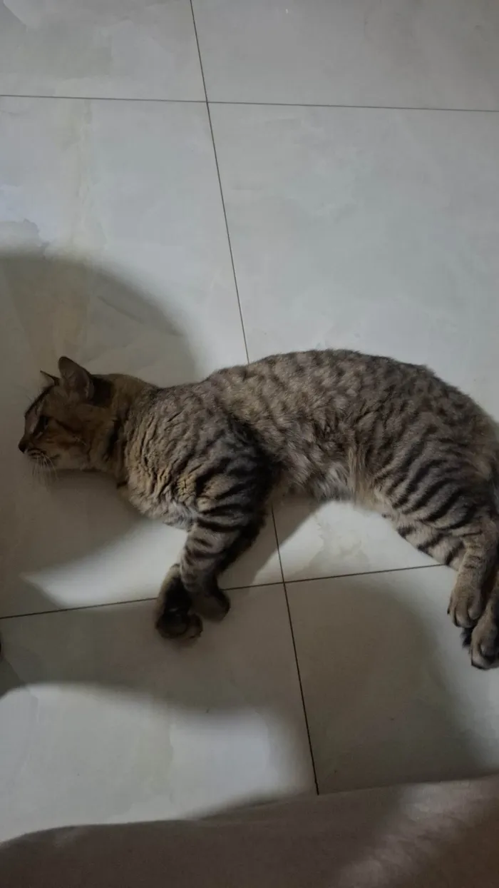 Gato ra a SRD-ViraLata idade 2 anos nome Simba