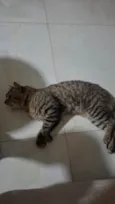 Simba
