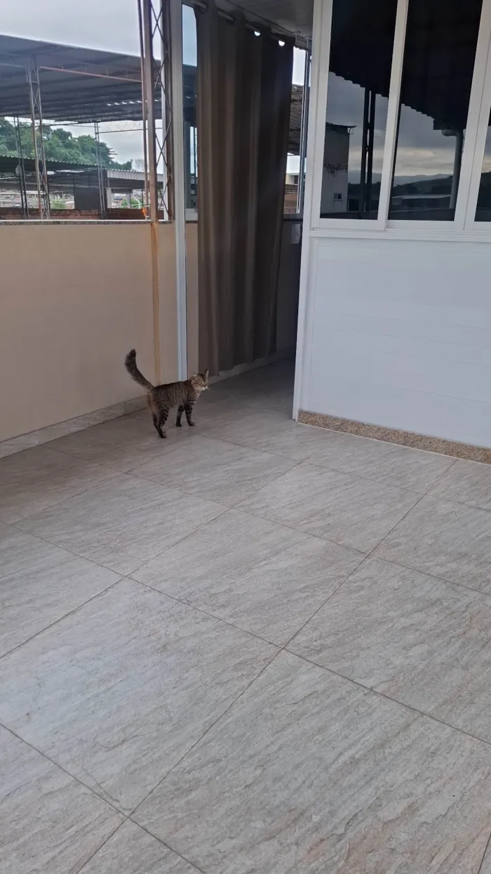 Gato ra a SRD-ViraLata idade 2 anos nome Simba