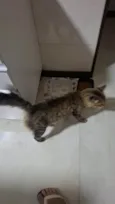 Simba