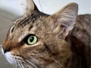 Gato raça SRD-ViraLata idade 2 anos nome Simba