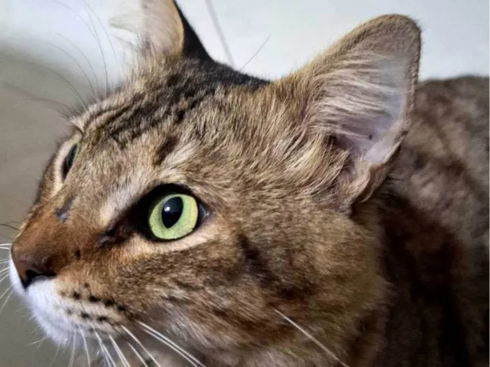 Gato ra a SRD-ViraLata idade 2 anos nome Simba