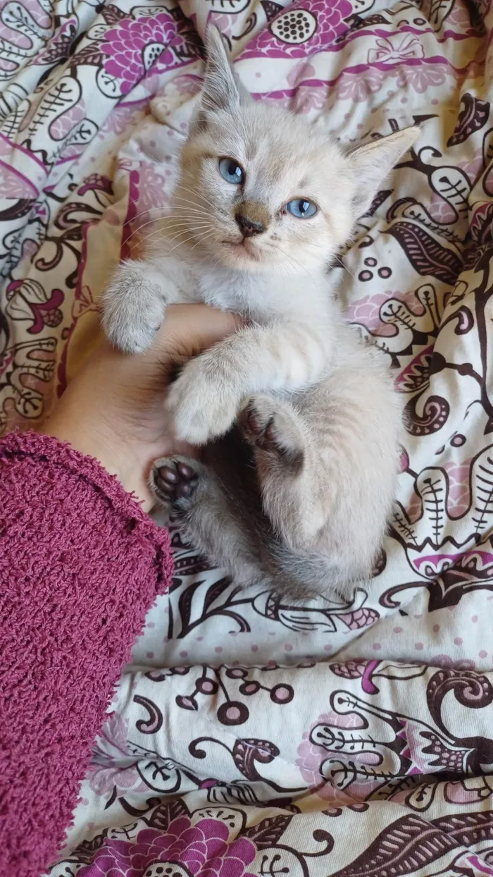Gato ra a Siamês idade Abaixo de 2 meses nome Siameses brancos adocao