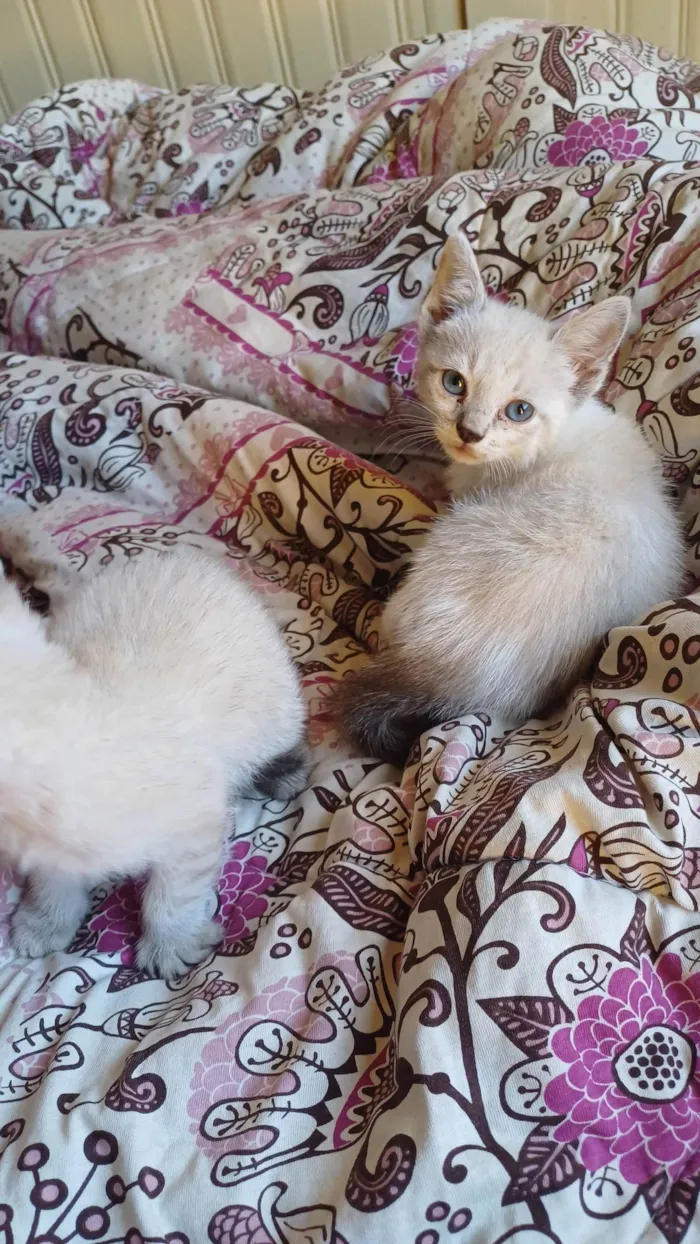 Gato ra a Siamês idade Abaixo de 2 meses nome Siameses brancos adocao