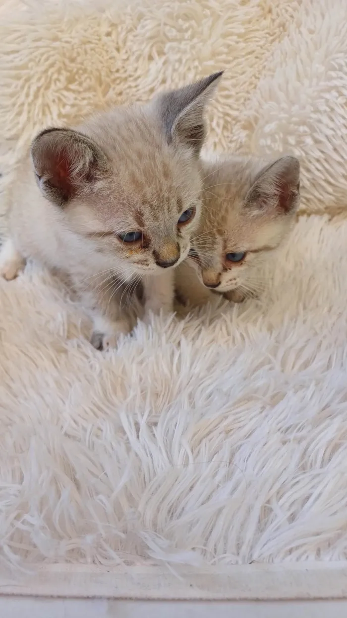 Gato ra a Siamês idade Abaixo de 2 meses nome Siameses brancos adocao
