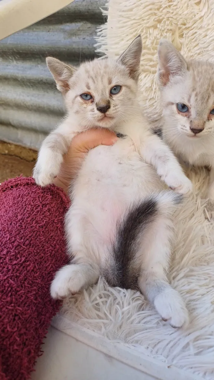 Gato ra a Siamês idade Abaixo de 2 meses nome Siameses brancos adocao