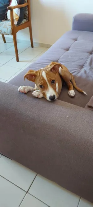 Cachorro raça SRD-ViraLata idade 2 a 6 meses nome Lully