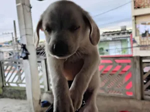 Cachorro raça SRD-ViraLata idade Abaixo de 2 meses nome Sem nome