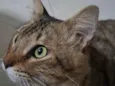 Simba