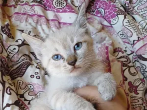 Gato raça Siamês idade Abaixo de 2 meses nome Siameses brancos adocao