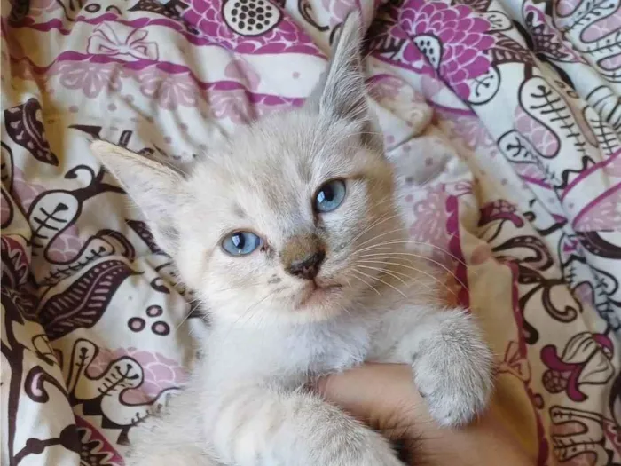 Gato ra a Siamês idade Abaixo de 2 meses nome Siameses brancos adocao