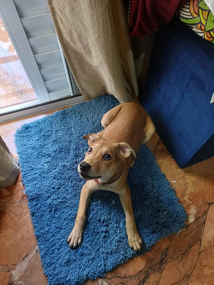 Cachorro ra a SRD-ViraLata idade 2 a 6 meses nome Samanta