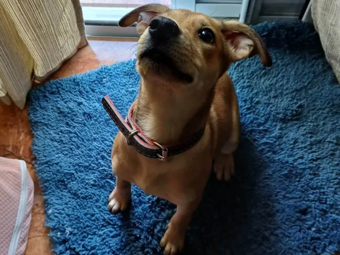 Cachorro ra a SRD-ViraLata idade 2 a 6 meses nome Samanta