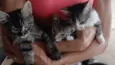 Gatinho e gatinhas - 2 meses - FIV-FeLV negativos - Vacinas e castração garantida
