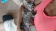 Gatinho e gatinhas - 2 meses - FIV-FeLV negativos - Vacinas e castração garantida