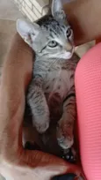 Gatinho e gatinhas - 2 meses - FIV-FeLV negativos - Vacinas e castração garantida