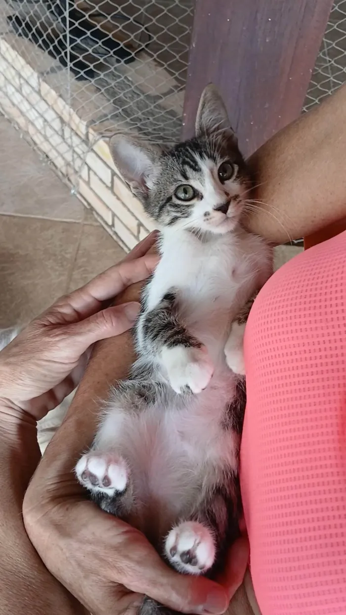 Gato ra a SRD-ViraLata idade 2 a 6 meses nome Gatinho e gatinhas - 2 meses - FIV-FeLV negativos - Vacinas e castração garantida