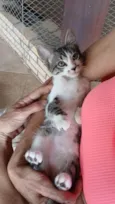 Gatinho e gatinhas - 2 meses - FIV-FeLV negativos - Vacinas e castração garantida