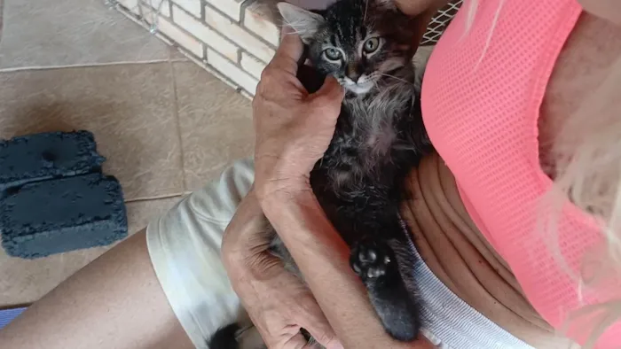 Gato ra a SRD-ViraLata idade 2 a 6 meses nome Gatinho e gatinhas - 2 meses - FIV-FeLV negativos - Vacinas e castração garantida