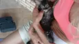 Gatinho e gatinhas - 2 meses - FIV-FeLV negativos - Vacinas e castração garantida