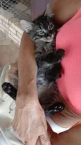 Gatinho e gatinhas - 2 meses - FIV-FeLV negativos - Vacinas e castração garantida